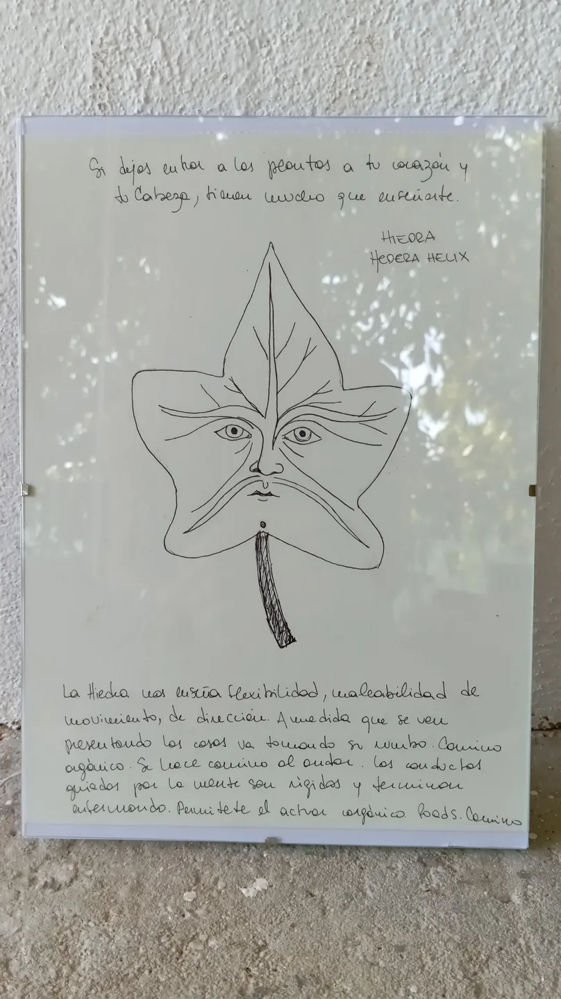 Hiedra — Hedera helix