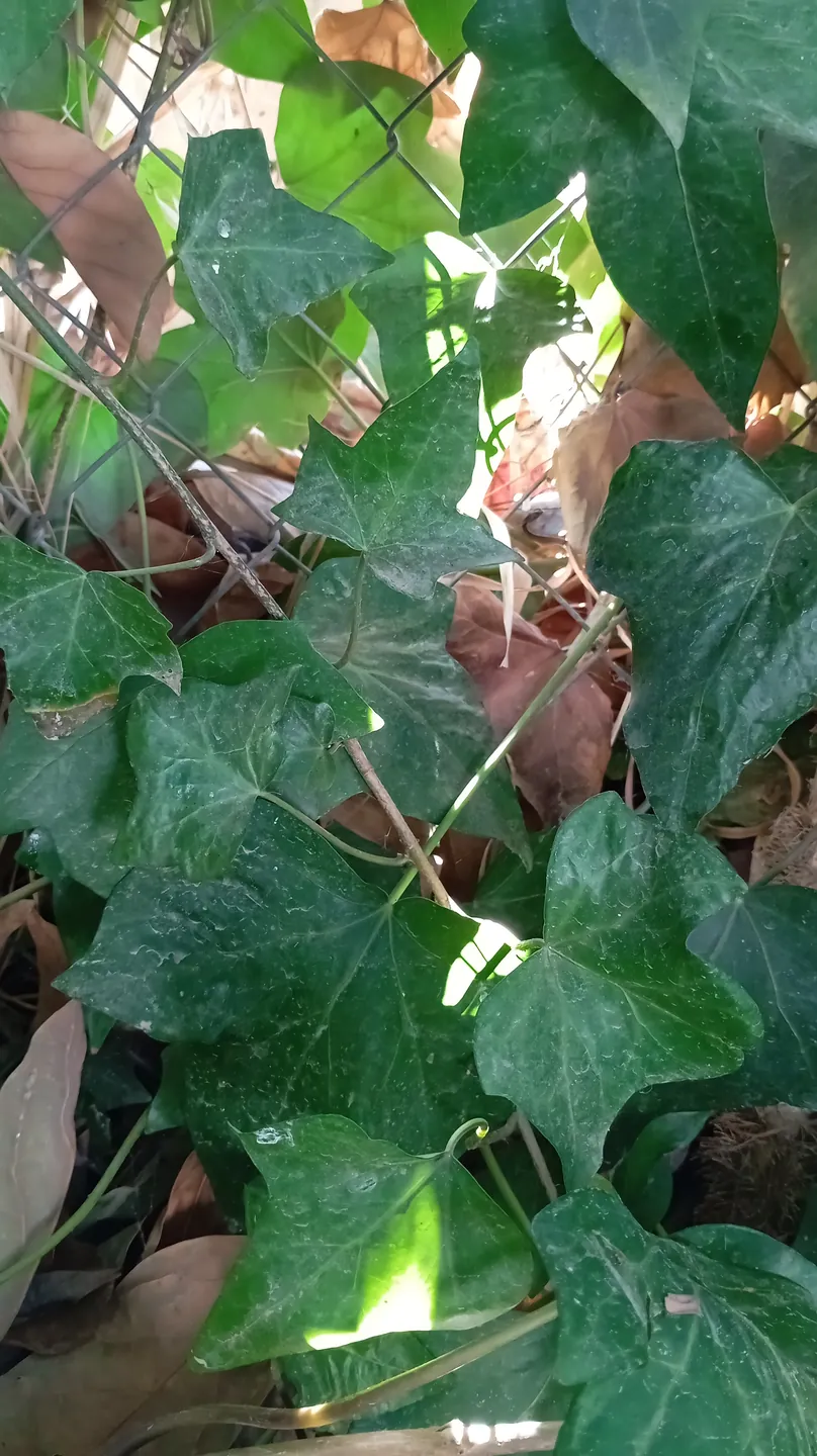 Hiedra — Hedera helix