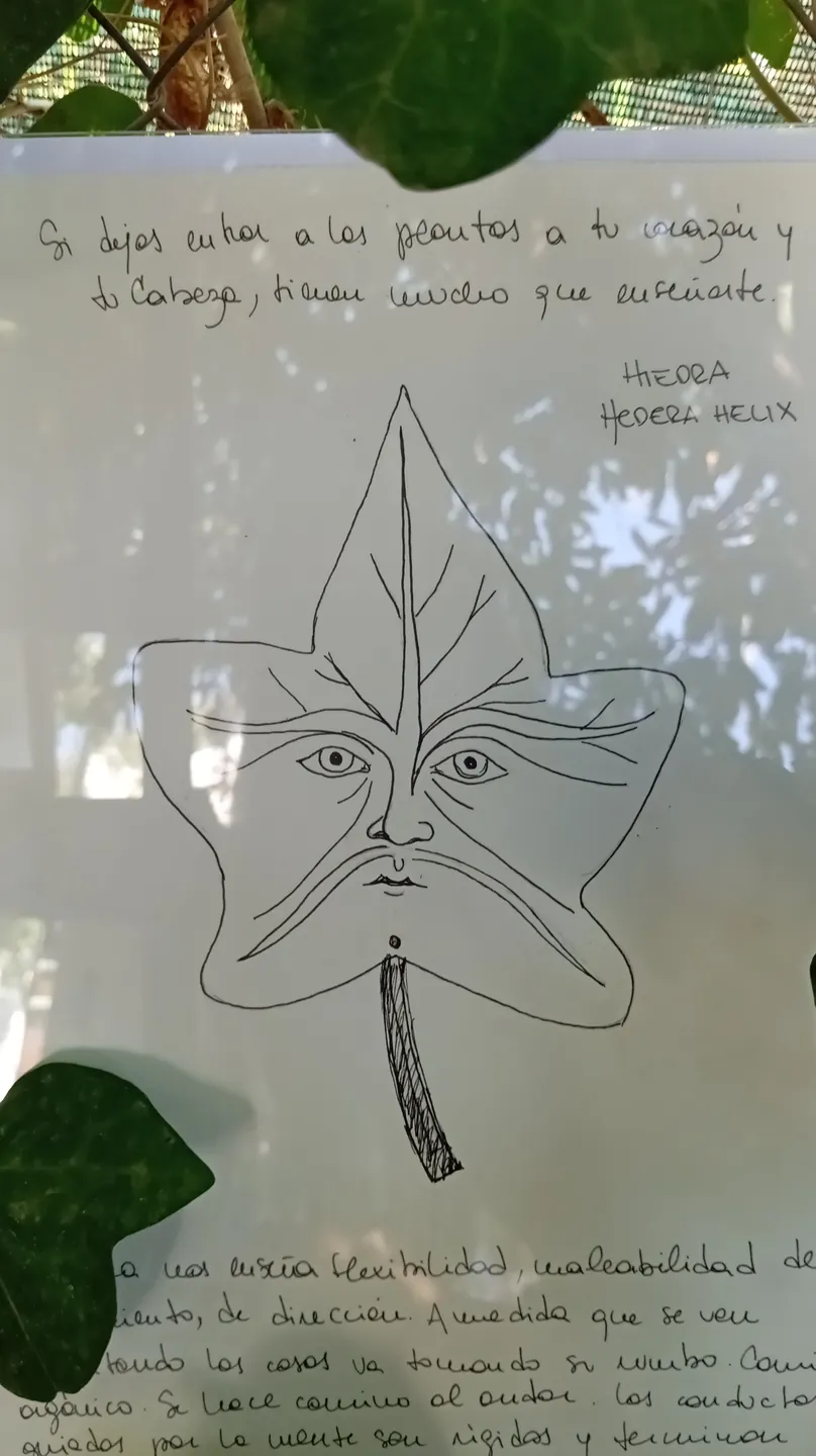 Hiedra — Hedera helix